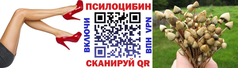 Псилоцибиновые грибы Cubensis Новокубанск